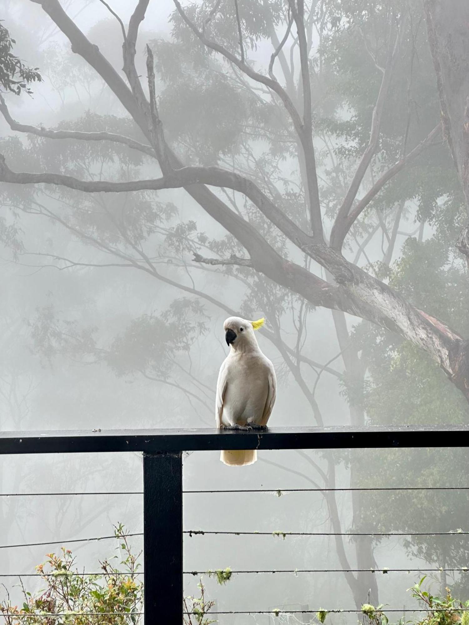 Whispering Valley Cottage Retreat Maleny Bagian luar foto