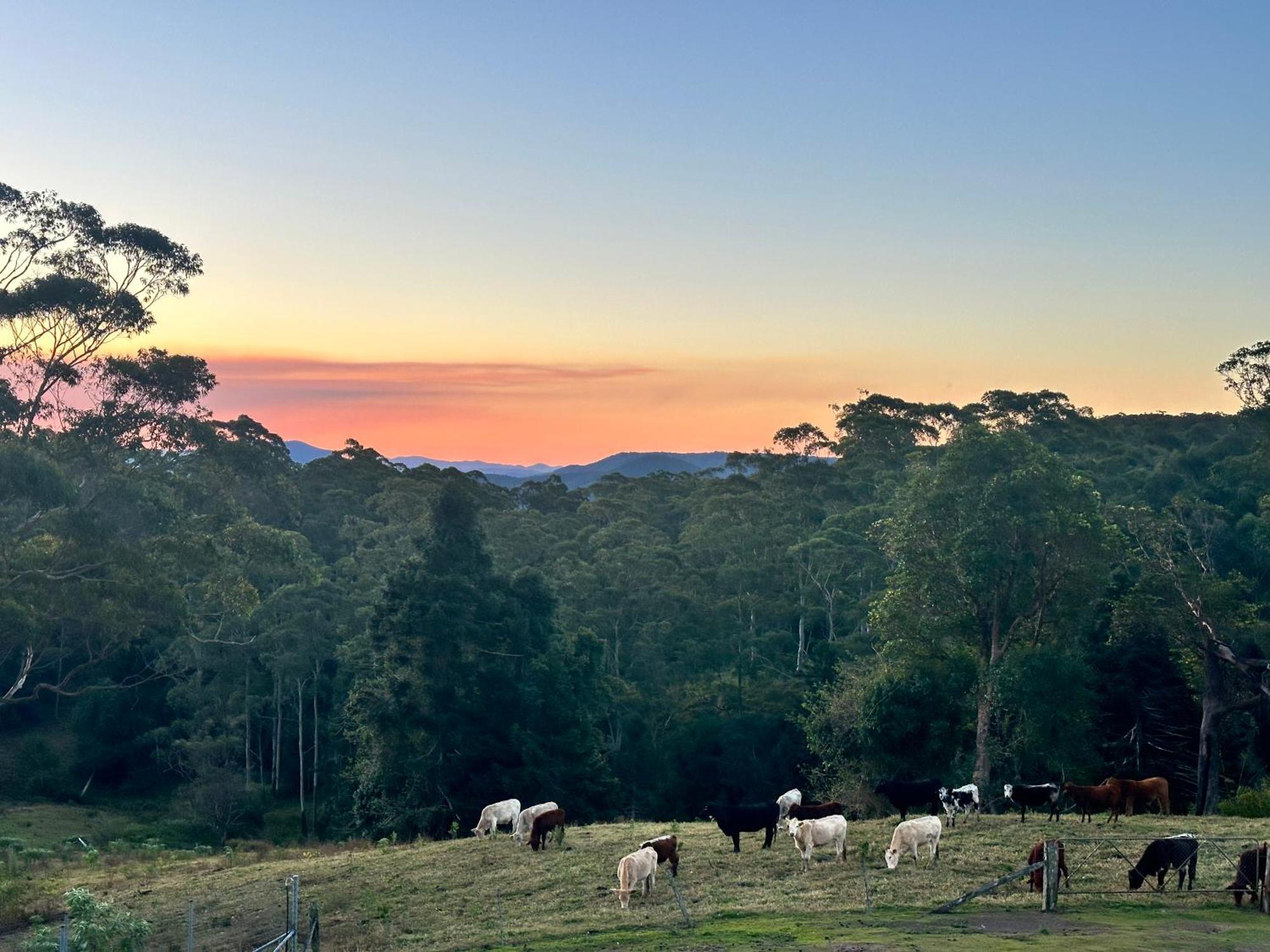 Whispering Valley Cottage Retreat Maleny Bagian luar foto